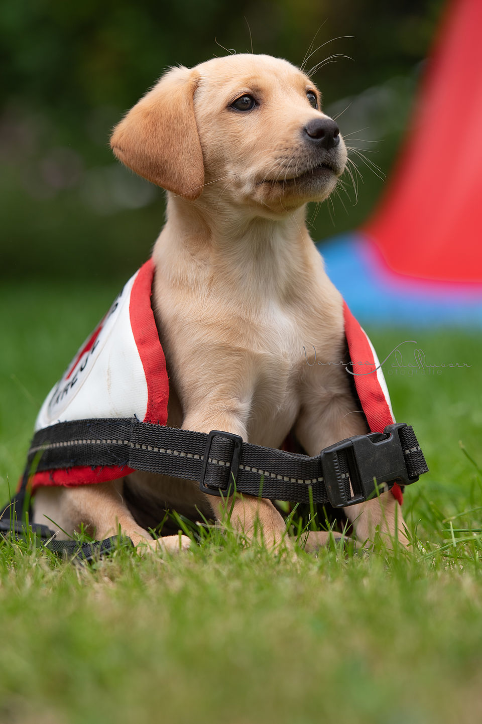 Rettungshund Umi