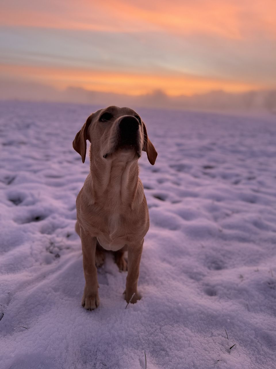 Rettungshund Umi im Schnee