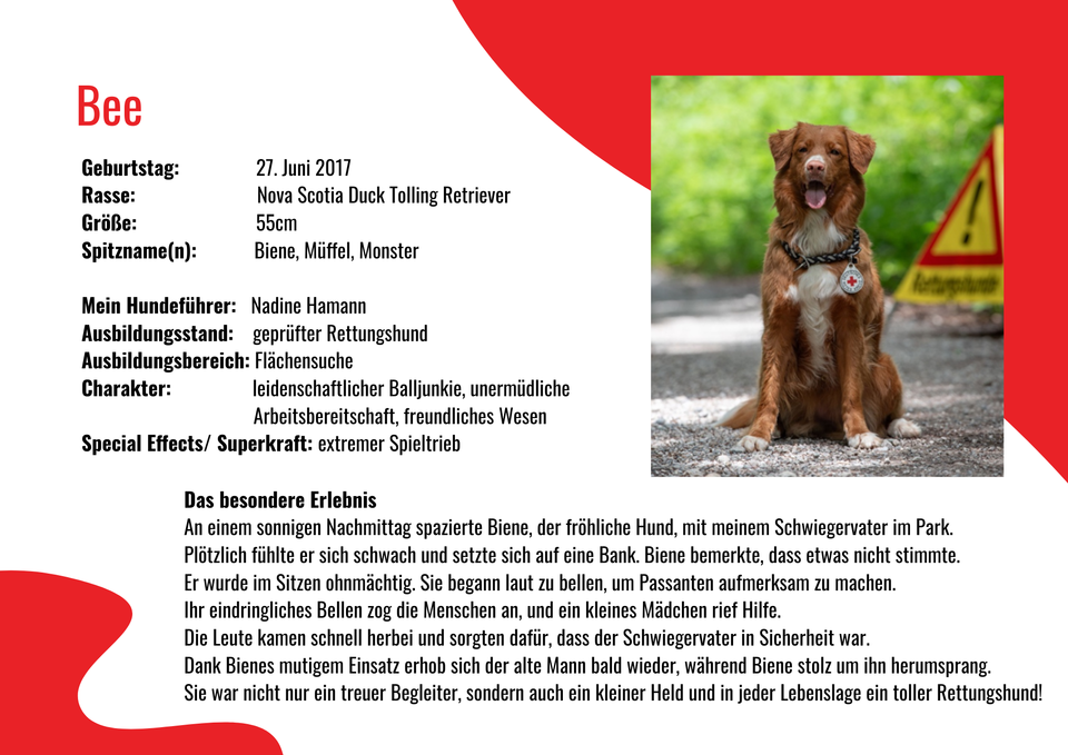 Rettungshund Bee uns sein Steckbrief