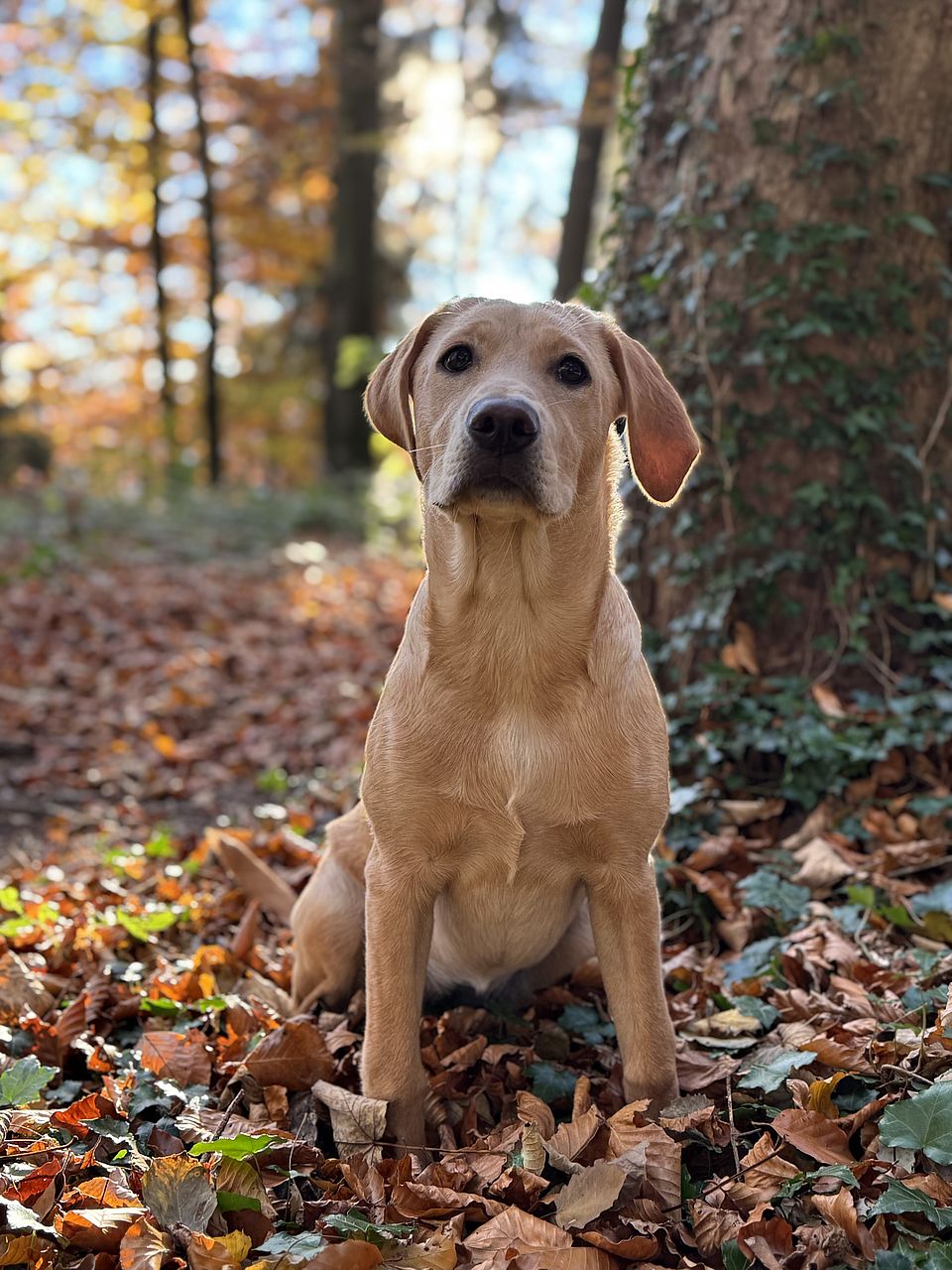 Rettungshund Umi im Wald