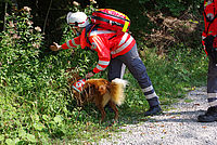 Rettungshund sucht mit seiner Rettungshundeführerin im Wald