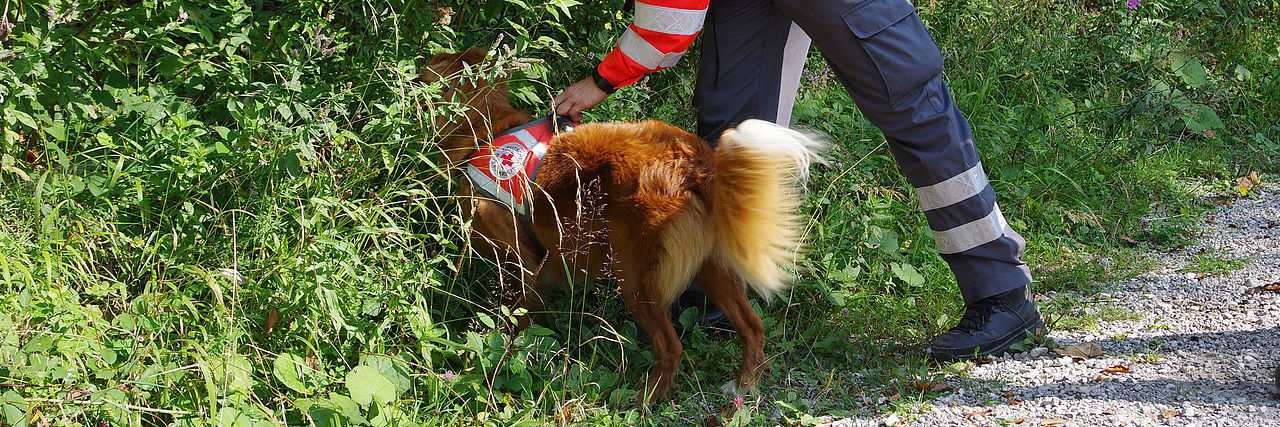 Rettungshund und Rettungsführerin suchen ein Waldstück ab