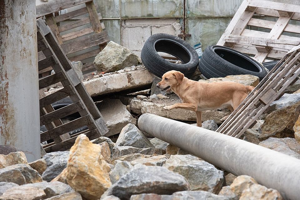 Rettungshund Ida bei einer Übung im Trümmerhaufen