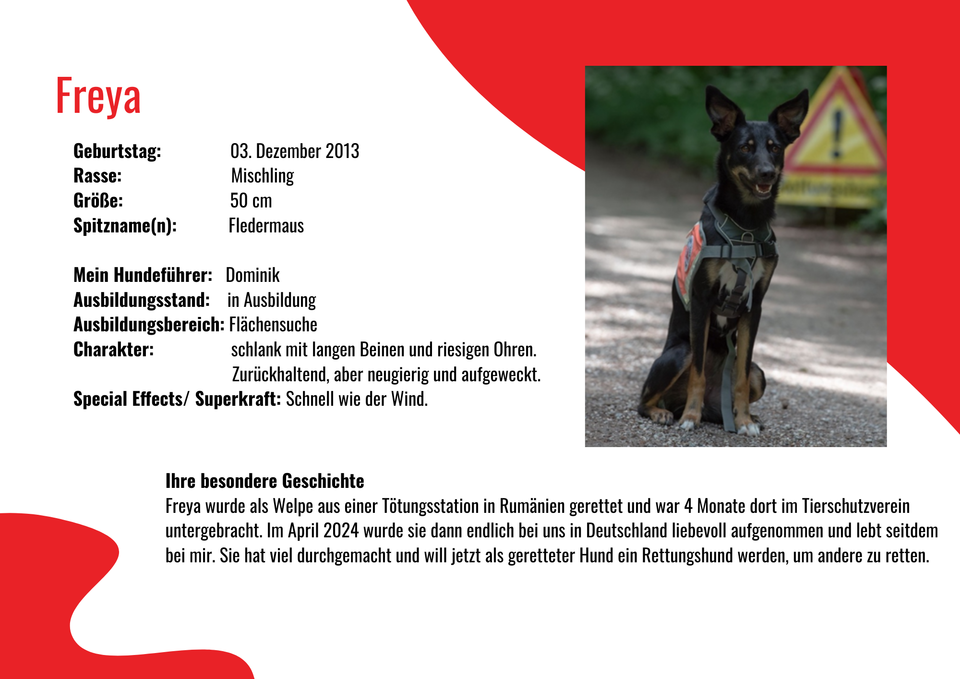 Rettungshund Freya und ihr Steckbrief